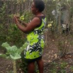 Kiambu farmer beats aphids with homemade spray