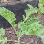 Farmer builds paper-tower vegetable farm on rocks