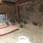 Quail crash survivor still selling eggs, at 1/10th of previous price