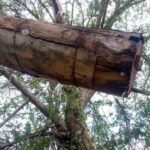 Farmer lifts log hive earnings 7x by changing honey harvesting