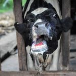 Kenyan milk shortage caused by deadly FMD outbreak