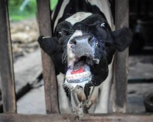 Kenyan milk shortage caused by deadly FMD outbreak