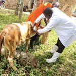 Fragmented FMD vaccination subsidy reaches fewer than 4% of Kenya’s cattle