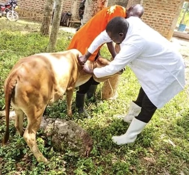 Fragmented FMD vaccination subsidy reaches fewer than 4% of Kenya’s cattle