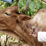 Scarce foot and mouth disease vaccinations leave milk sector unprotected, despite millions from donors