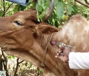Scarce foot and mouth disease vaccinations leave milk sector unprotected, despite millions from donors