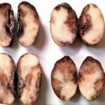 Potato prices double with no food alternative, say consumers