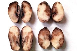 Potato prices double with no food alternative, say consumers