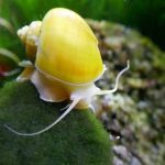 Mwea wages war on apple snails with rice production down 50%