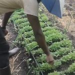 Farmer builds business in Kenyan feral cherry tomato seedlings