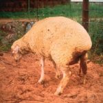 Unprepared farmers face heavy livestock deaths in El Niño disease surge
