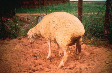 Unprepared farmers face heavy livestock deaths in El Niño disease surge