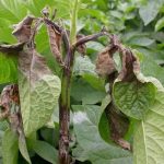 Blight wipes out Kenya’s potatoes after banning of pest controls