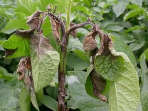 Blight wipes out Kenya’s potatoes after banning of pest controls