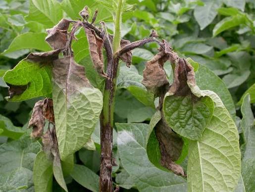Blight wipes out Kenya’s potatoes after banning of pest controls